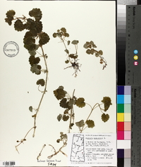 Glecoma hederacea image
