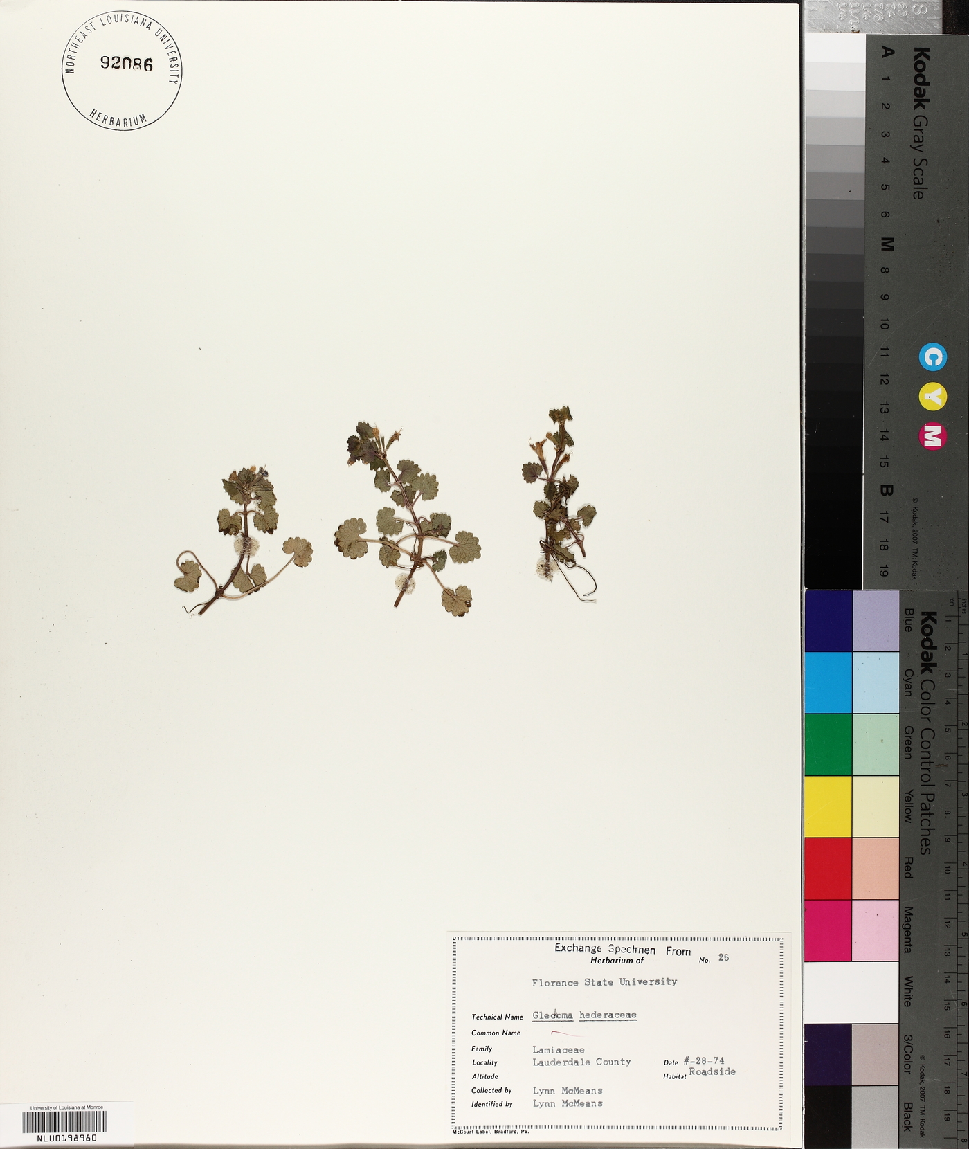 Glecoma hederacea image