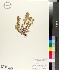 Glecoma hederacea image