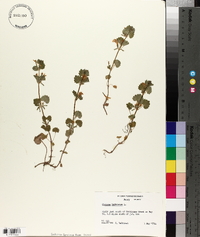 Glecoma hederacea image