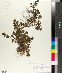 Glecoma hederacea image