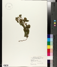 Glecoma hederacea image
