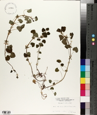 Glecoma hederacea image