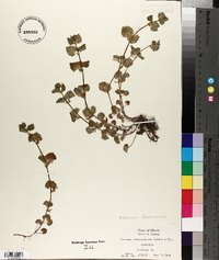 Glecoma hederacea image