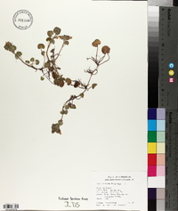 Glecoma hederacea image