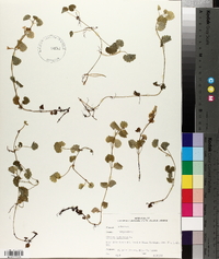 Glecoma hederacea image