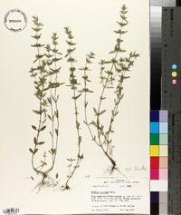 Hedeoma hispida image