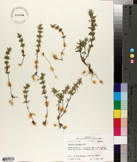 Hedeoma hispida image