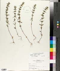 Hedeoma hispida image