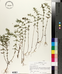 Hedeoma hispida image