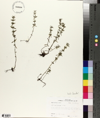 Hedeoma hispida image