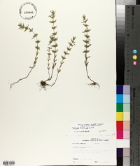 Hedeoma hispida image