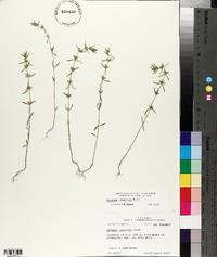 Hedeoma hispida image