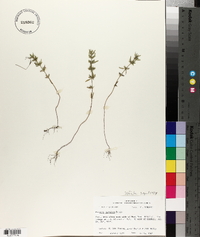 Hedeoma hispida image