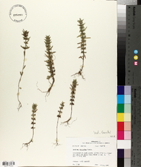 Hedeoma hispida image