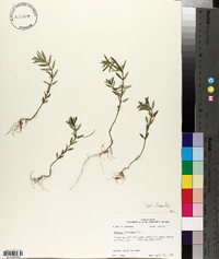 Hedeoma hispida image