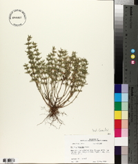 Hedeoma hispida image