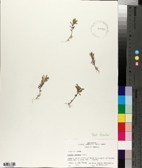 Hedeoma hispida image
