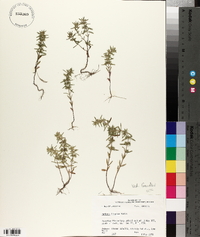 Hedeoma hispida image