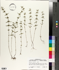 Hedeoma hispida image