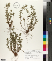 Hedeoma hispida image