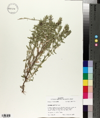 Hedeoma hispida image