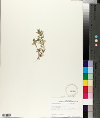 Hedeoma hispida image
