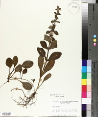 Ajuga reptans image