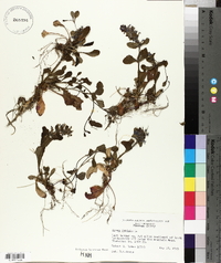 Ajuga reptans image