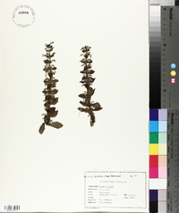 Ajuga reptans image