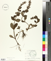 Ajuga genevensis image
