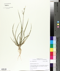 Juncus validus image