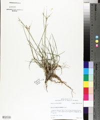Juncus diffusissimus image