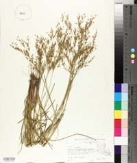 Juncus diffusissimus image