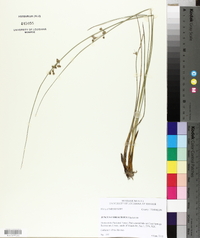 Juncus coriaceus image