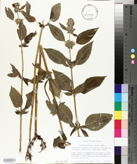 Blephilia hirsuta image