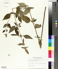 Blephilia hirsuta image