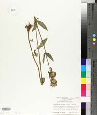 Blephilia hirsuta image