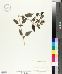 Blephilia hirsuta image