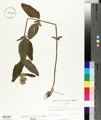 Blephilia hirsuta image