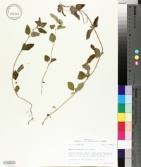 Blephilia hirsuta image