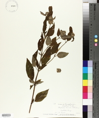 Blephilia hirsuta image