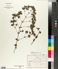 Origanum syriacum image