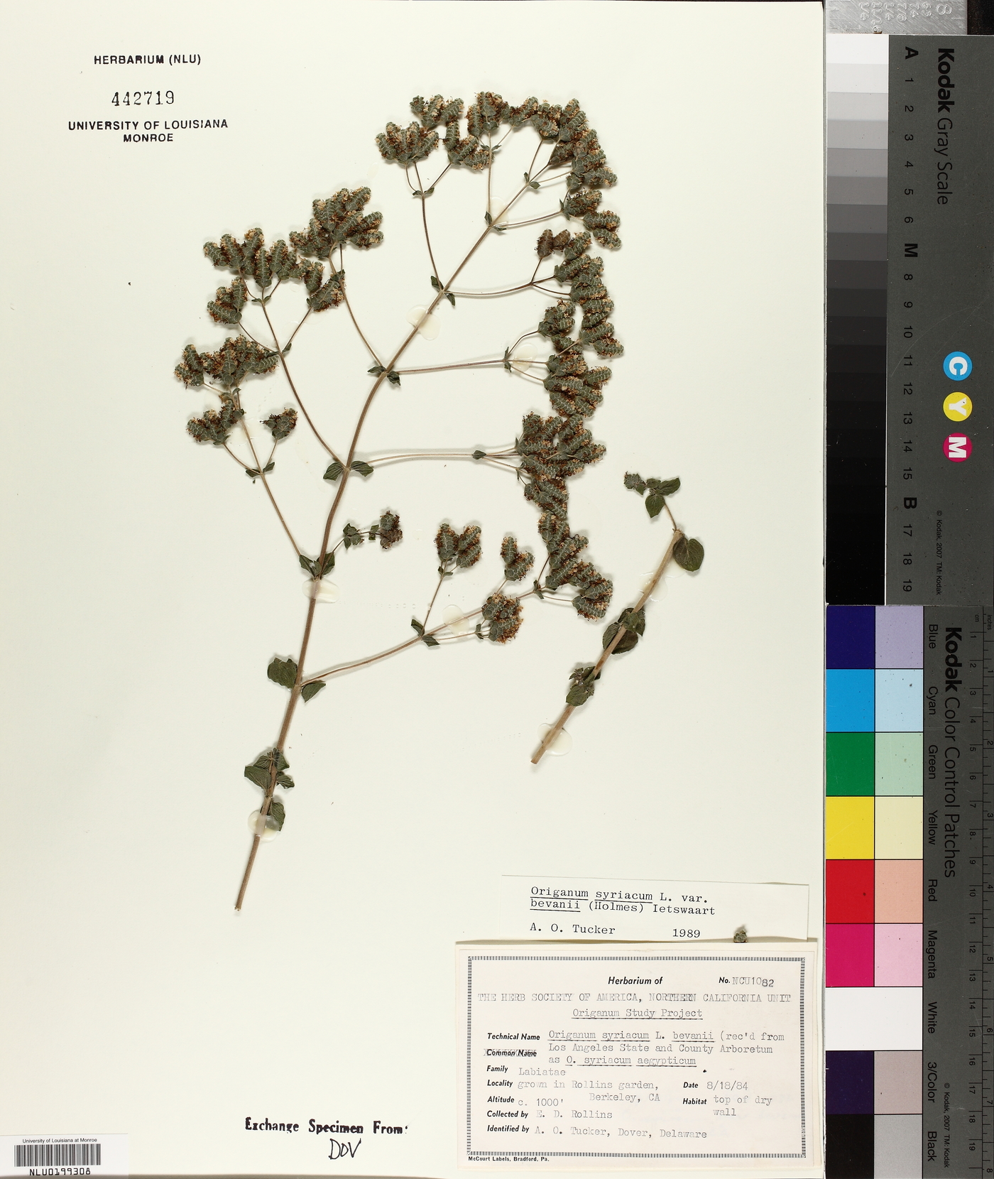 Origanum syriacum image