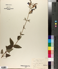 Salvia patens image