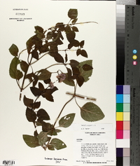 Mentha aquatica image