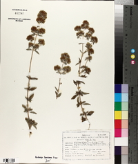 Origanum vulgare image