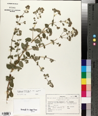 Origanum syriacum image