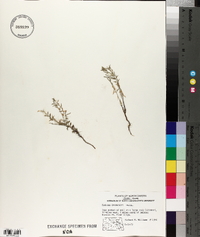 Hedeoma drummondii image