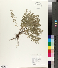 Hedeoma drummondii image
